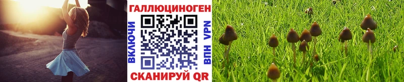 Купить закладки  Тавда  Псилоцибиновые грибы MAGIC MUSHROOMS 